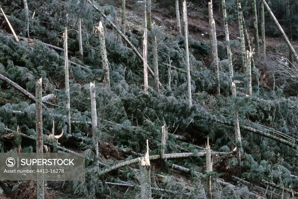 Windfallen wood of Fir trees after the 1999 storm France