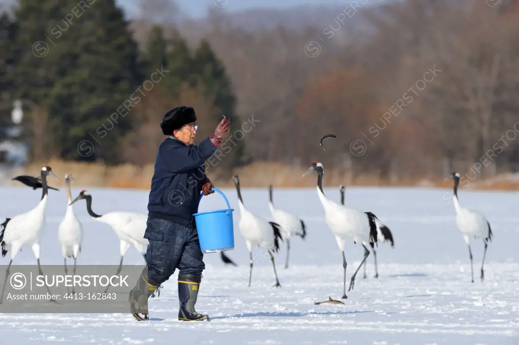 Elderly feeding Red-crowned cranes Hokkaido