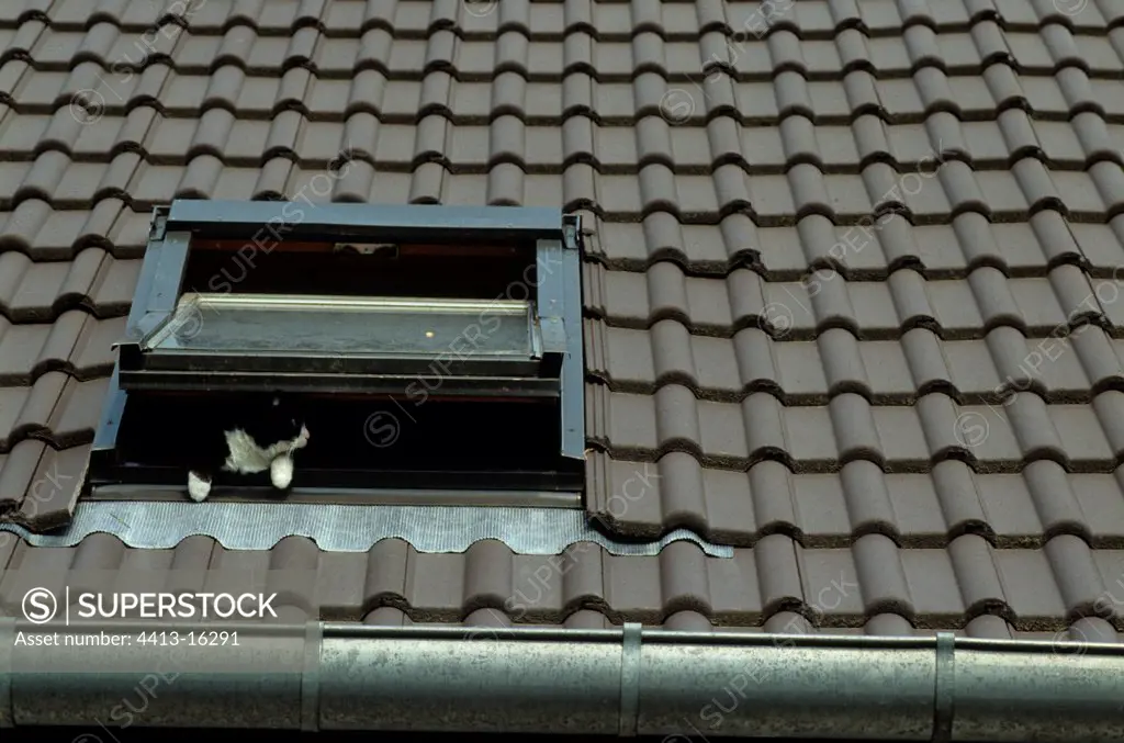 Fascinating cat supports on a window of roof France