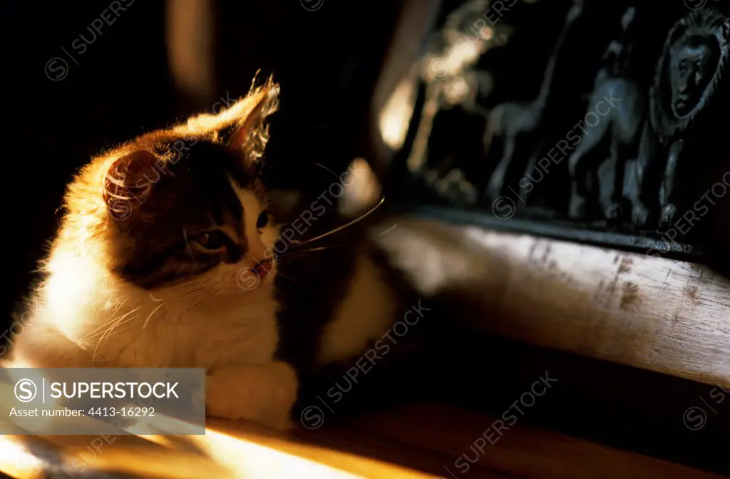 Portrait of a young curious cat France