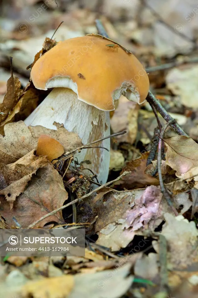 King Bolete on a bed of dead leafFrance