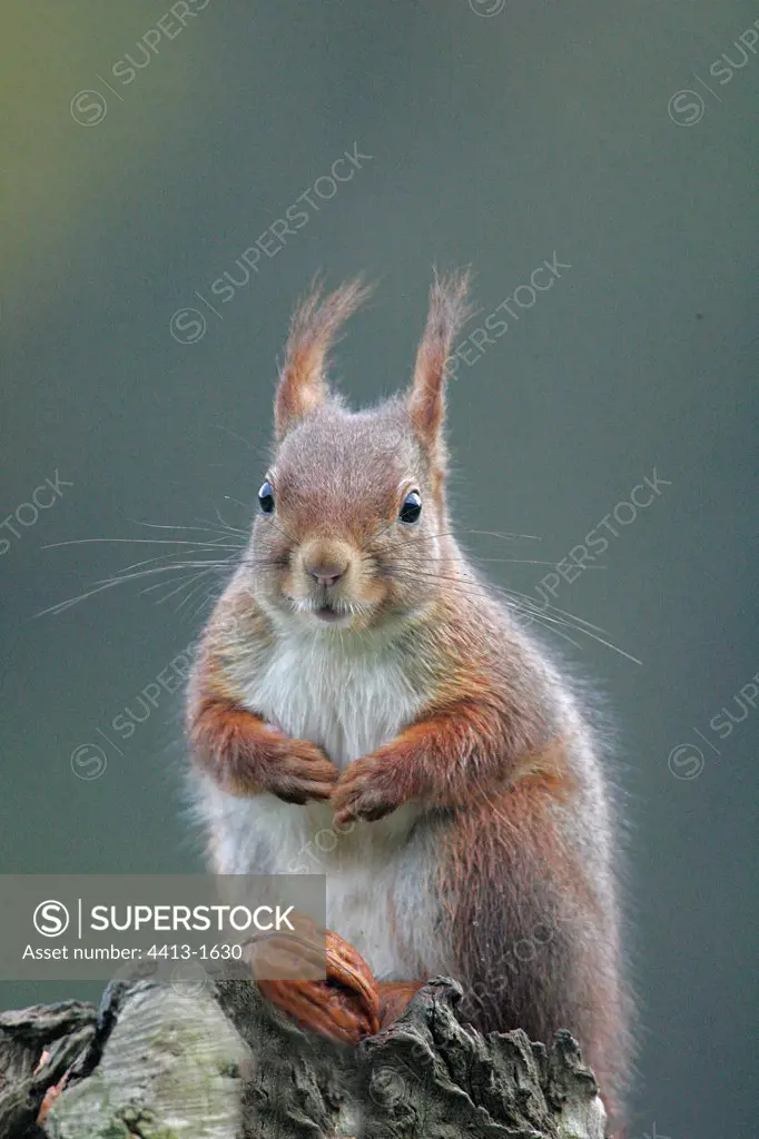 Eurasian Red squirrel on a stump
