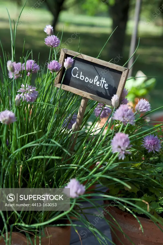 Chives in bloom and slate sign in a garden France