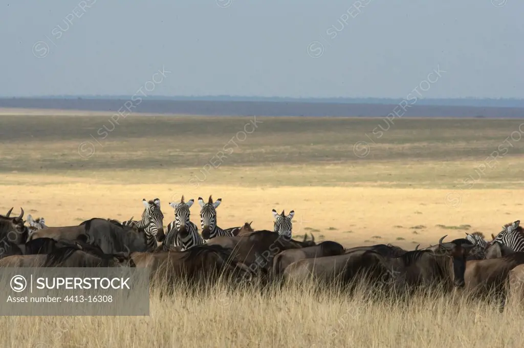 White-bearded Wildebeest and Zebra migration Masaï Mara