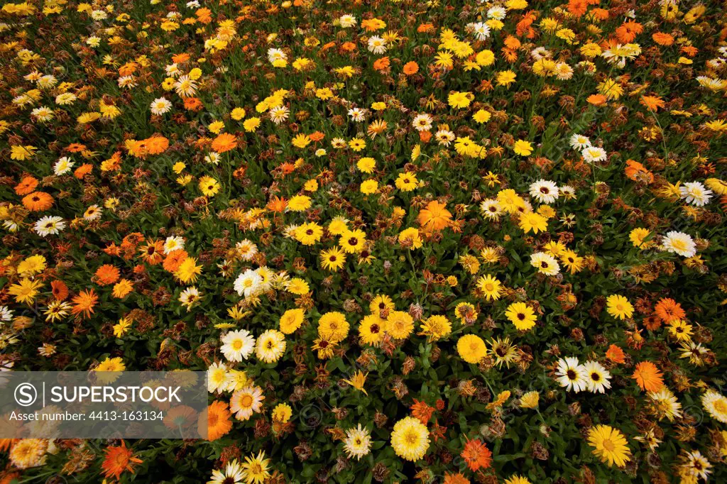 Massif of pot marigolds in bloom in a park Nantes France