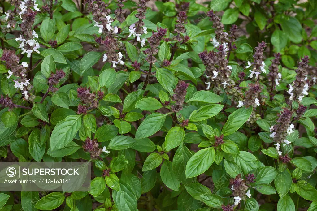 Basil in bloom in a park of Nantes France