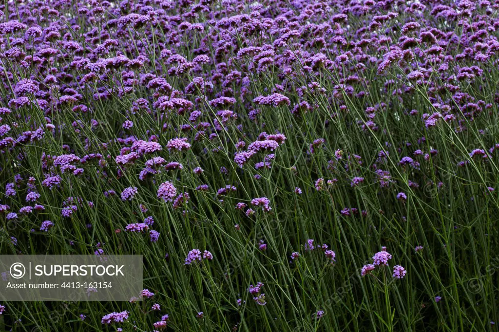 Massif of Purpletop vervains in bloom Nantes France
