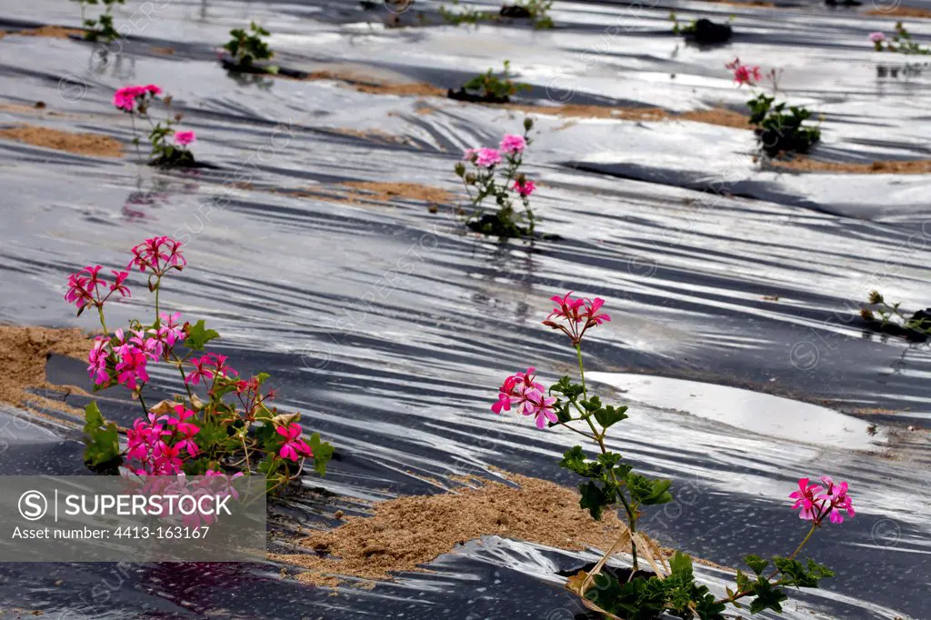 Plastic mulch in an horticultural nursery France