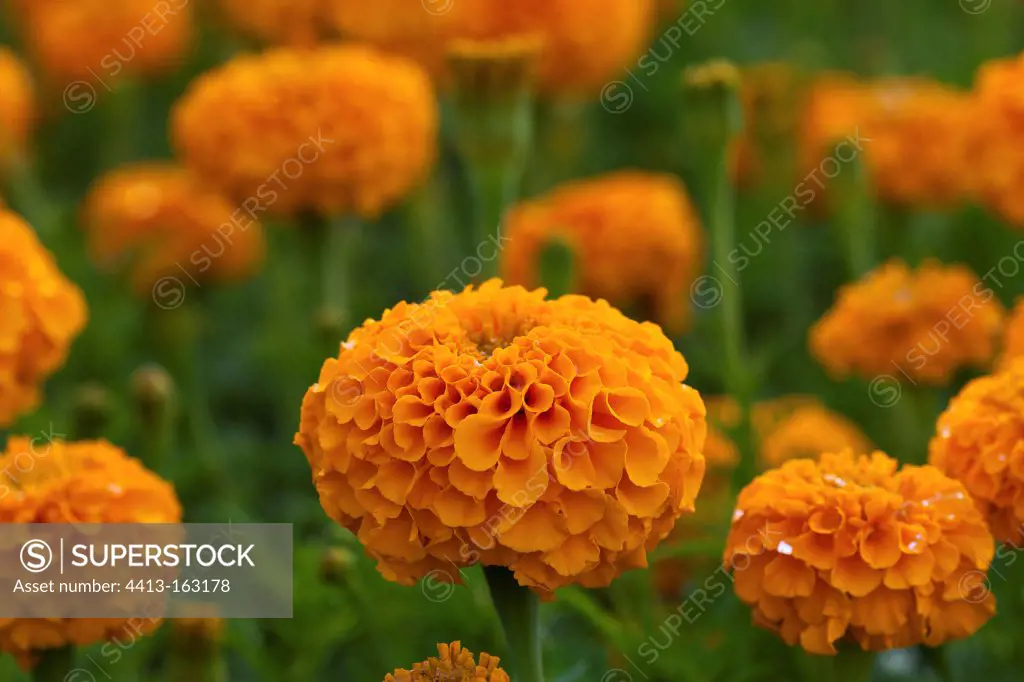 'Perfection orange' mexican marigolds Nantes France