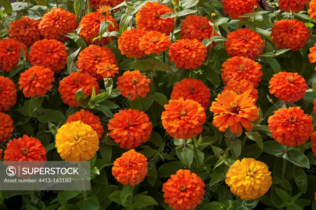 Massif of Zinnias in bloom in a park Nantes France