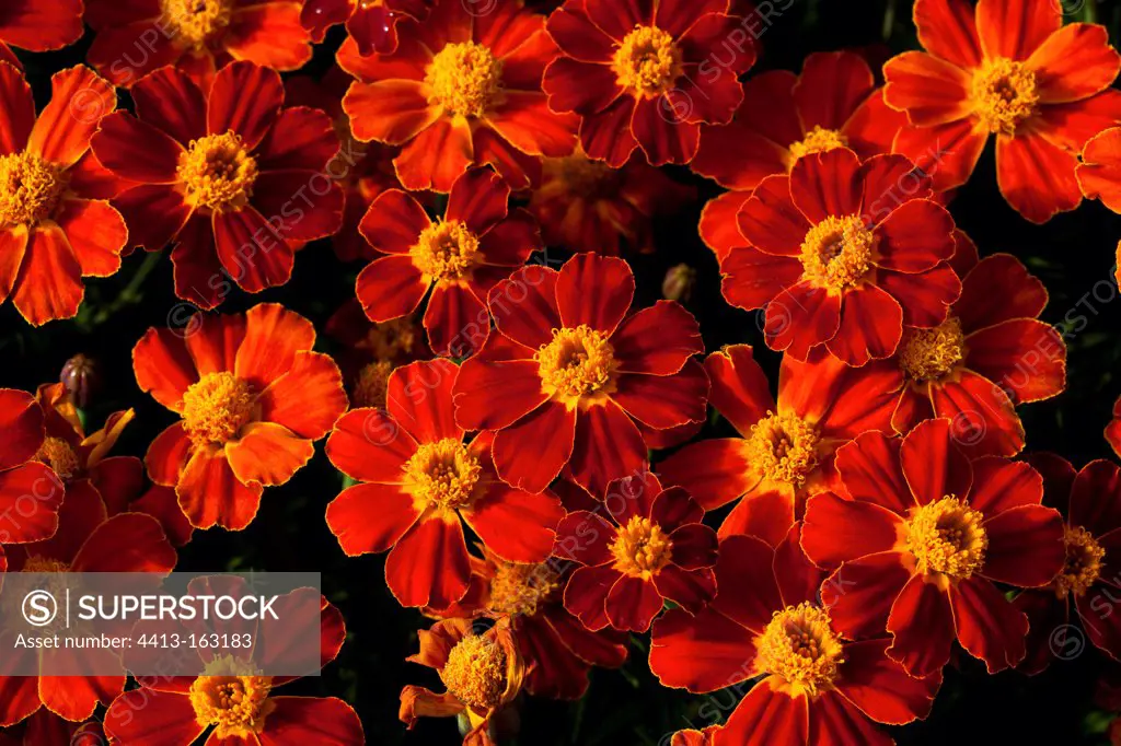 'Disco red' marigolds in a park Nantes France