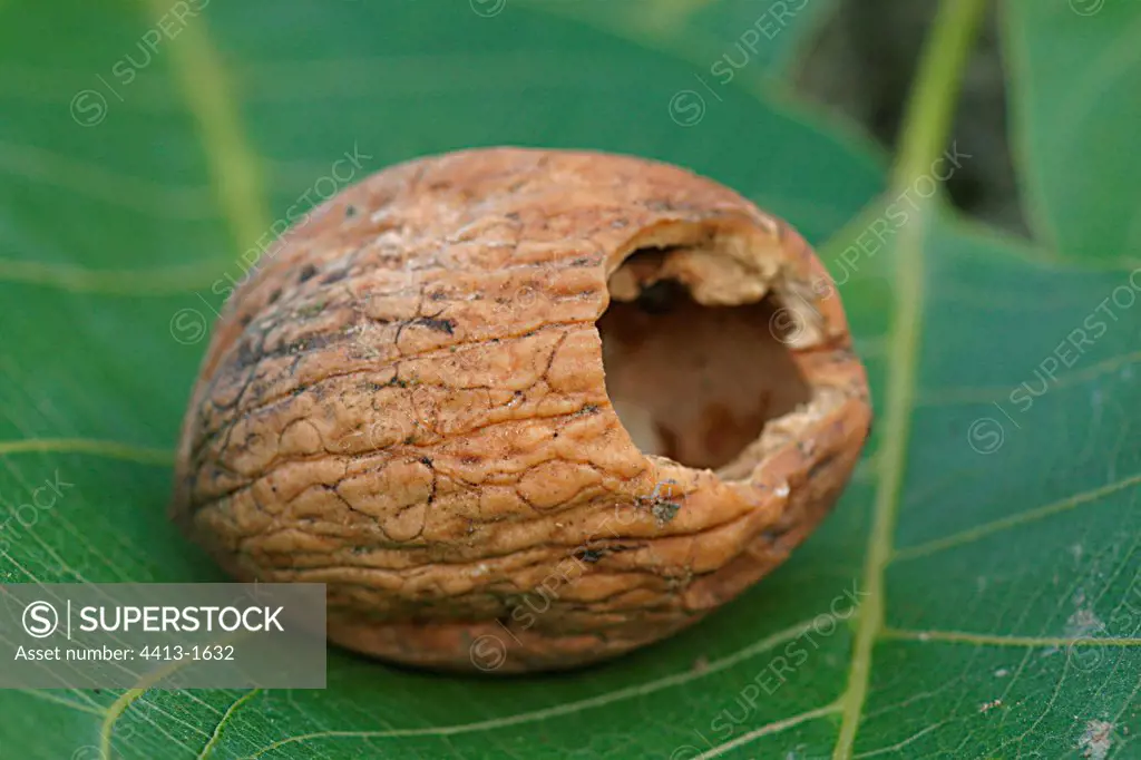 Nut shell eaten by an Eurasian Red Squirrel on a leef