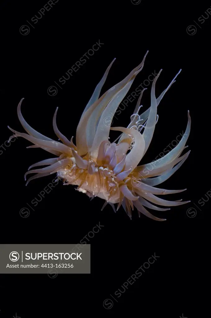 Sea anemone in open waterTuamotu