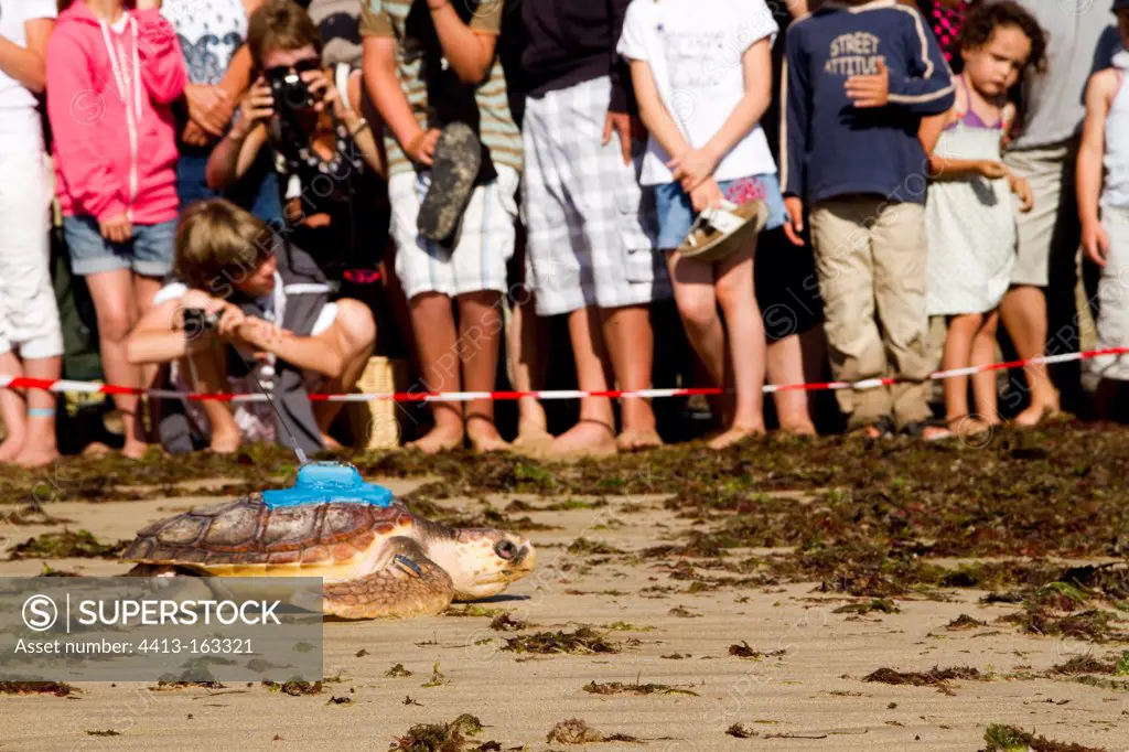 Release of a loggerhead turtle fitted with a tag France