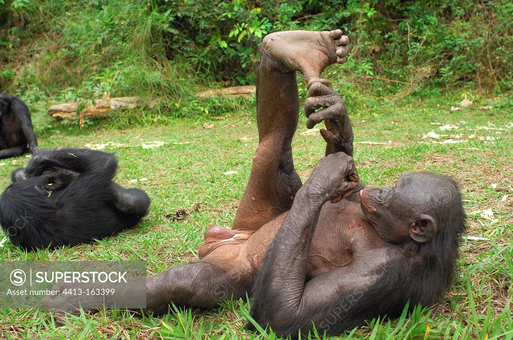 Gracile Chimpanzees resting Congo