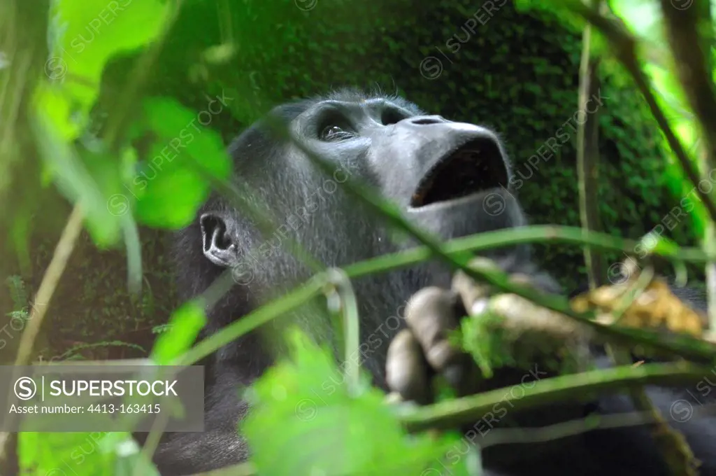 Mountain gorilla in the Bwindi Impenetrable Forest NP