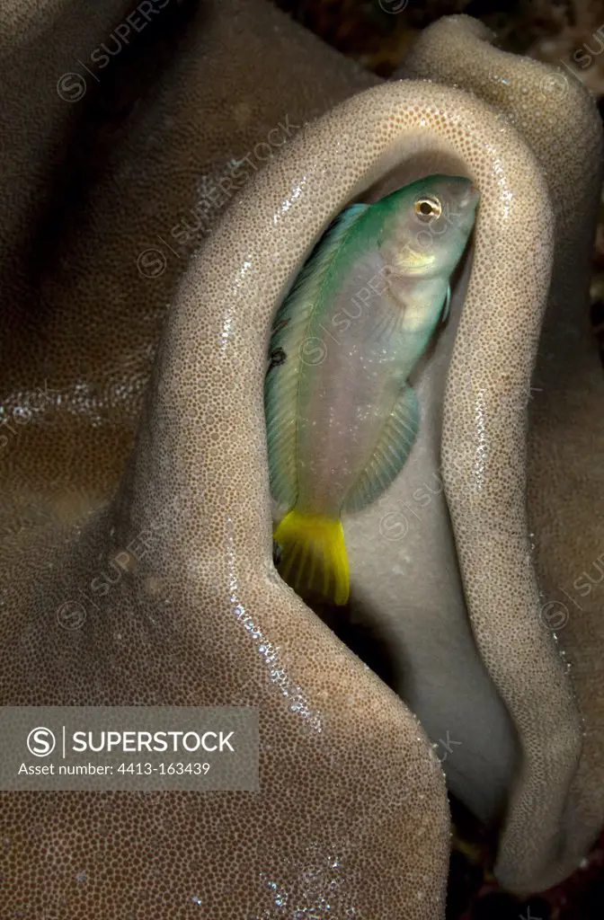 Harptail blenny sleeping in soft coral Mozambique