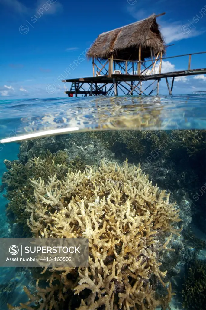 Coral beneath the surface of water near a pontoon Tuamotu