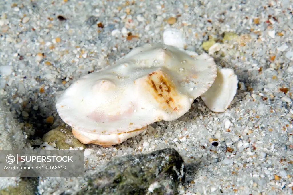 Crab on a sea bottom Tuamotu