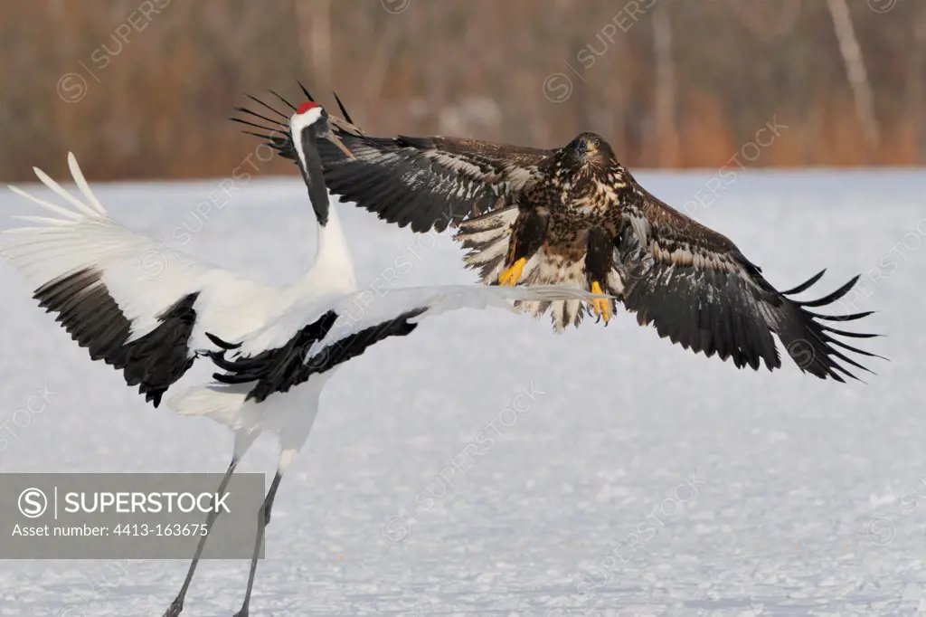 Red-crowned Crane arguing with a White-tailed Eagle Japan