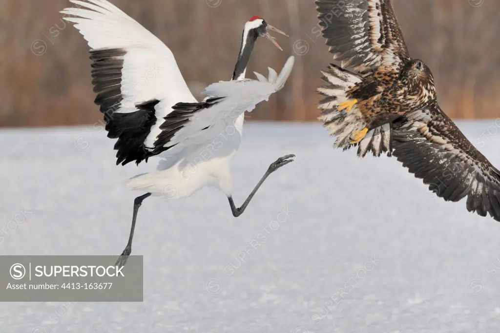 Red-crowned Crane arguing with a White-tailed Eagle Japan