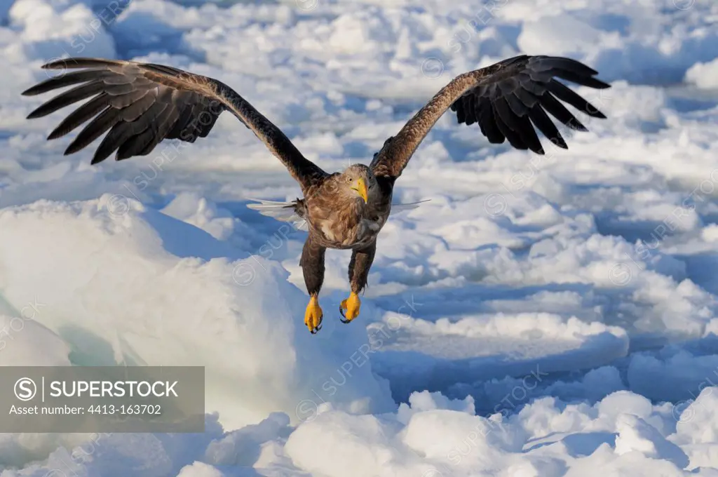 White-tailed Eagle in flight over the pack ice Japan