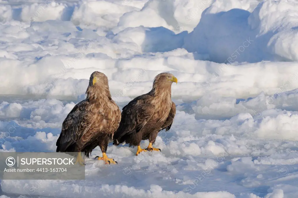 White-tailed Eagles standing on the pack ice Japan