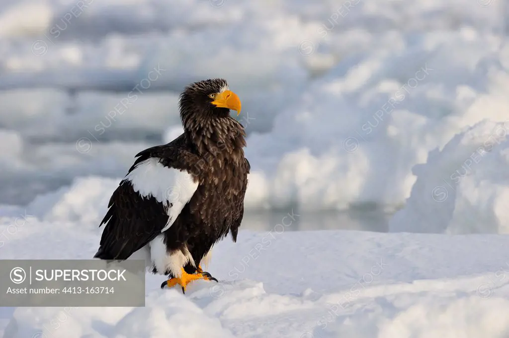 Steller's Sea Eagle standing on the ice Japan