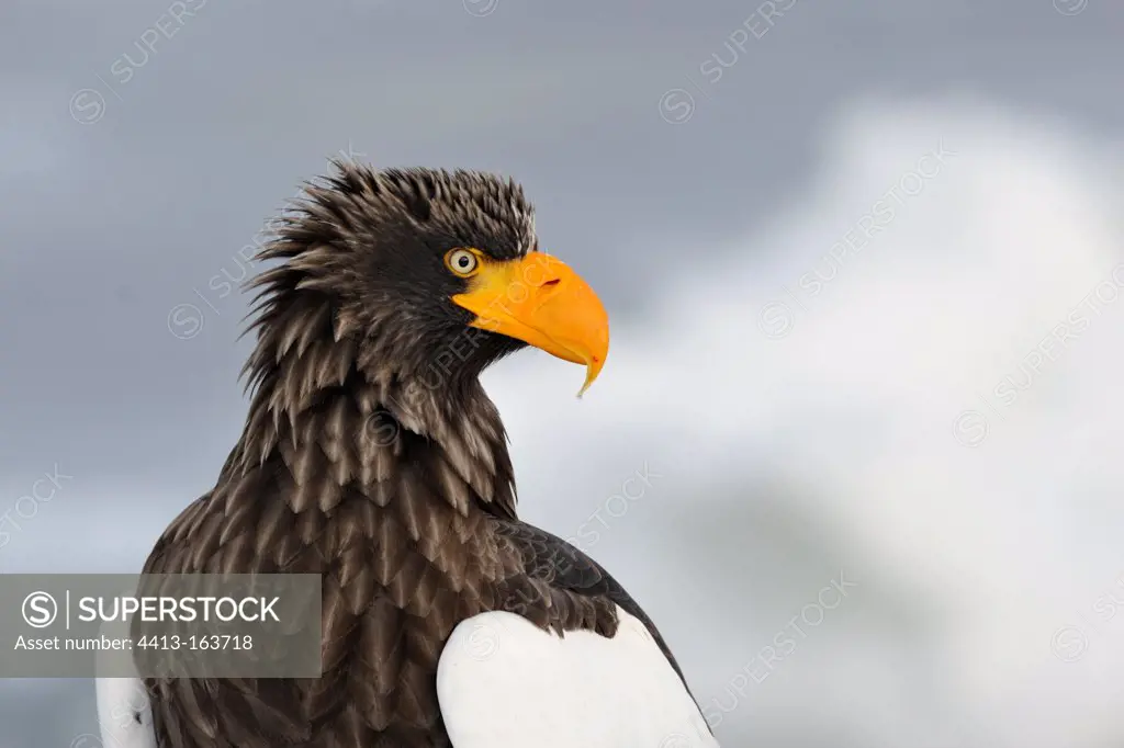 Portrait of a Steller's Sea Eagle standing on the ice Japan