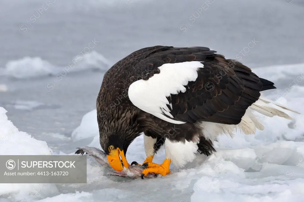 Steller's Sea Eagle on the ice eating fish Japan