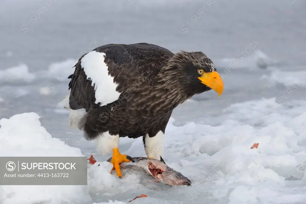 Steller's Sea Eagle on the ice eating fish Japan