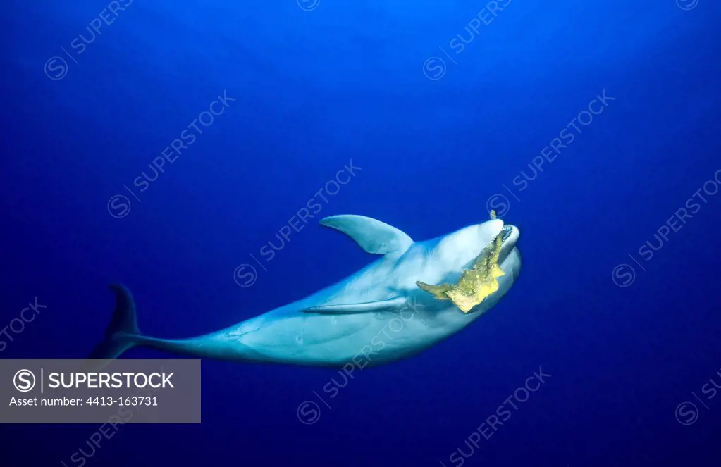 Bottlenose dolphin playing with a sponge Tuamotu