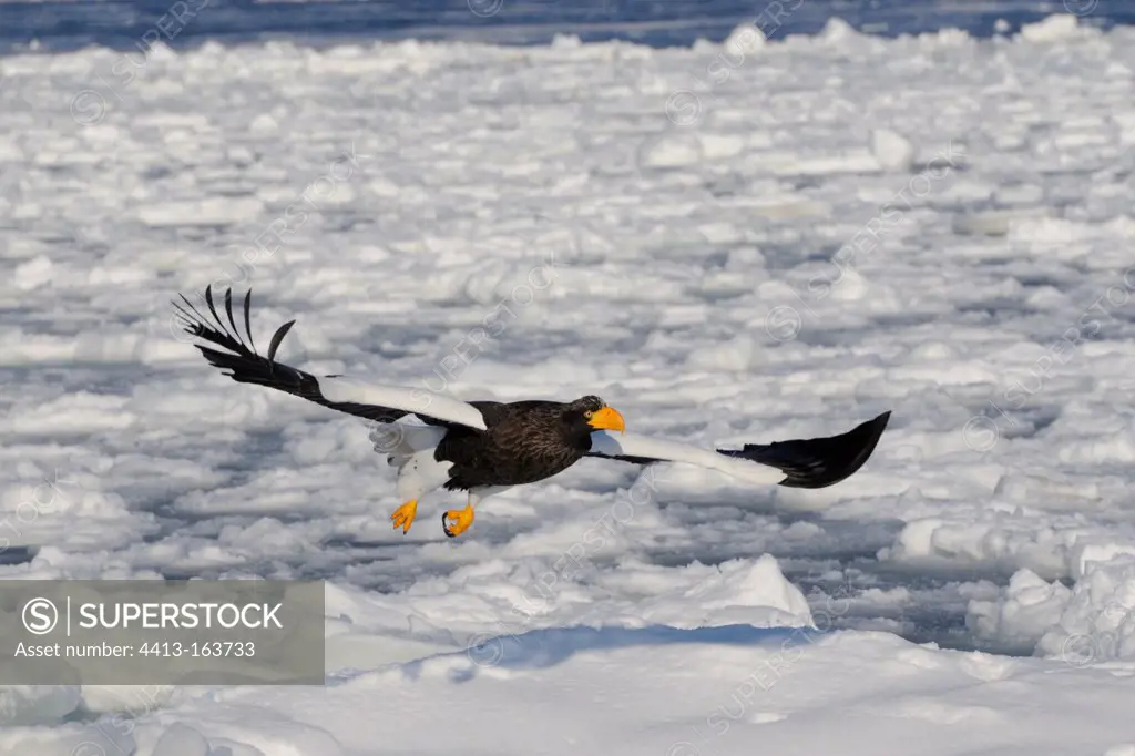 Steller's Sea Eagle in flight over the pack ice Japan