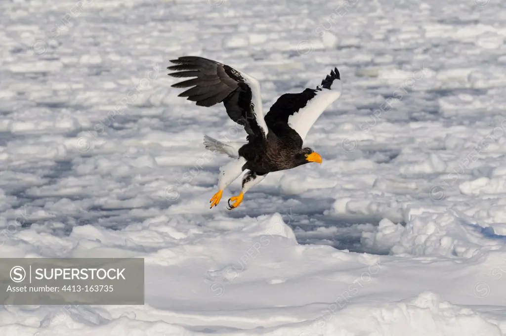 Steller's Sea Eagle in flight over the pack ice Japan