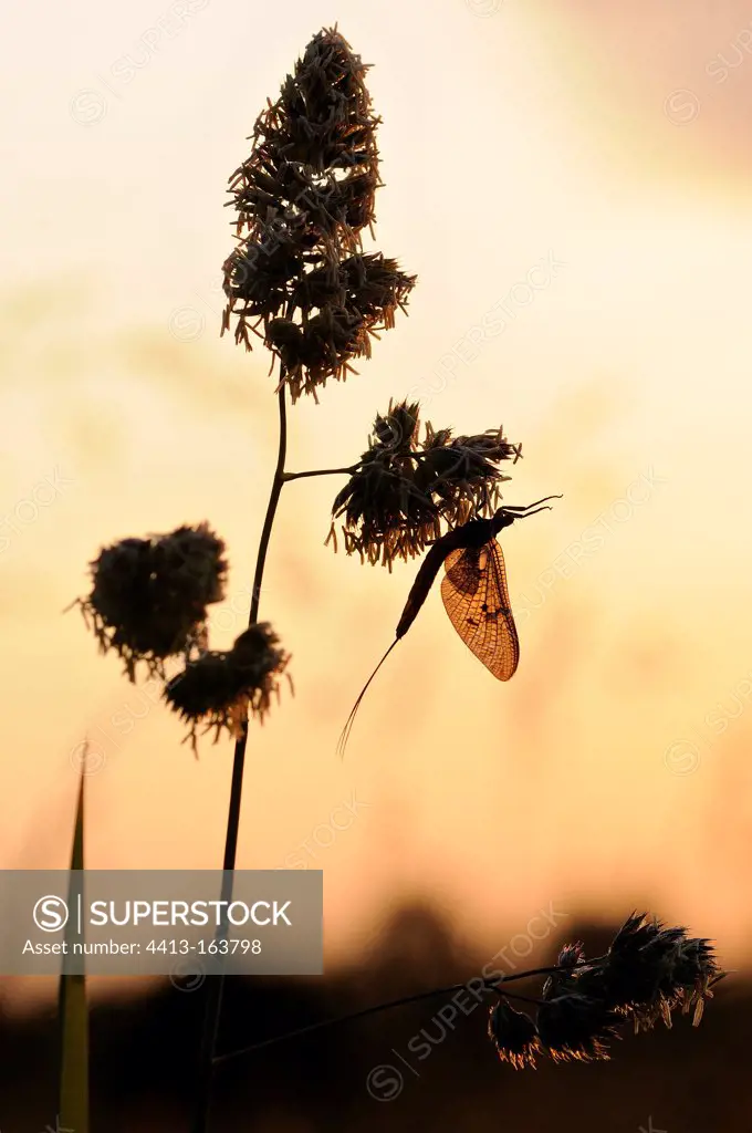 Mayfly on grass Prairies du Fouzon France