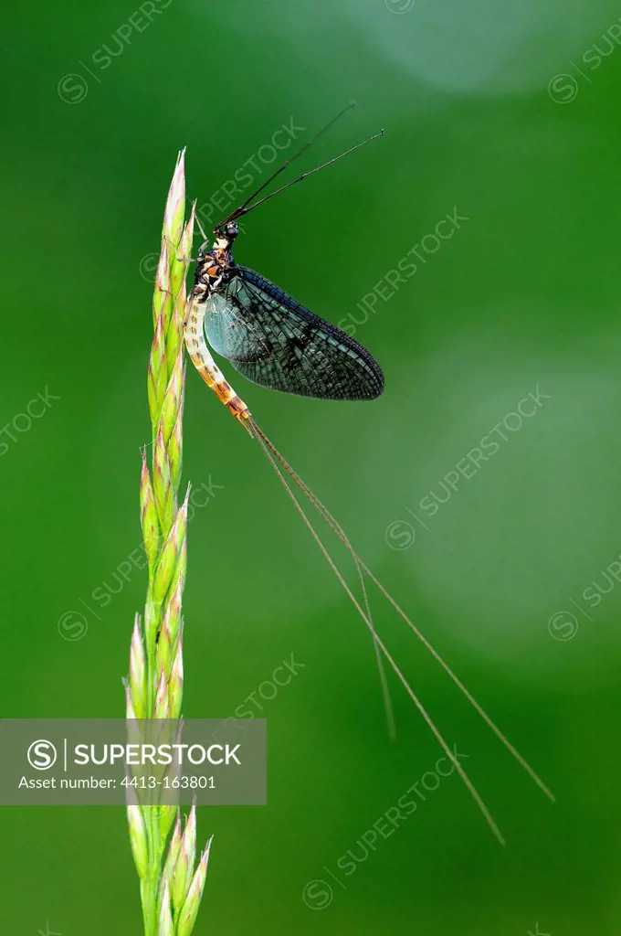 Mayfly on grass Prairies du Fouzon France