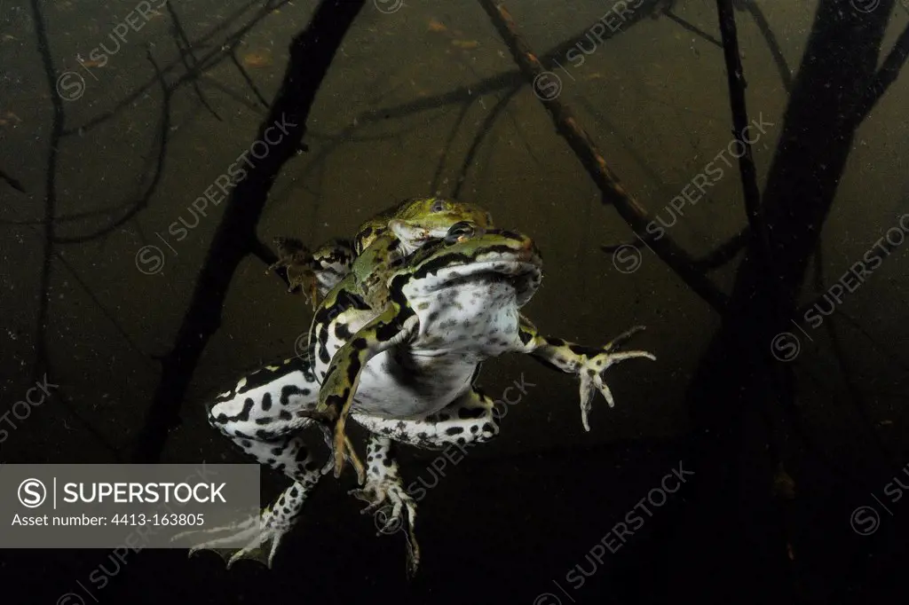 Green Frog mating Prairies du Fouzon France