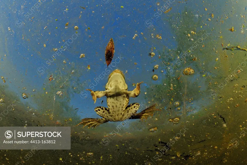 Green Frog in water Prairies du Fouzon France