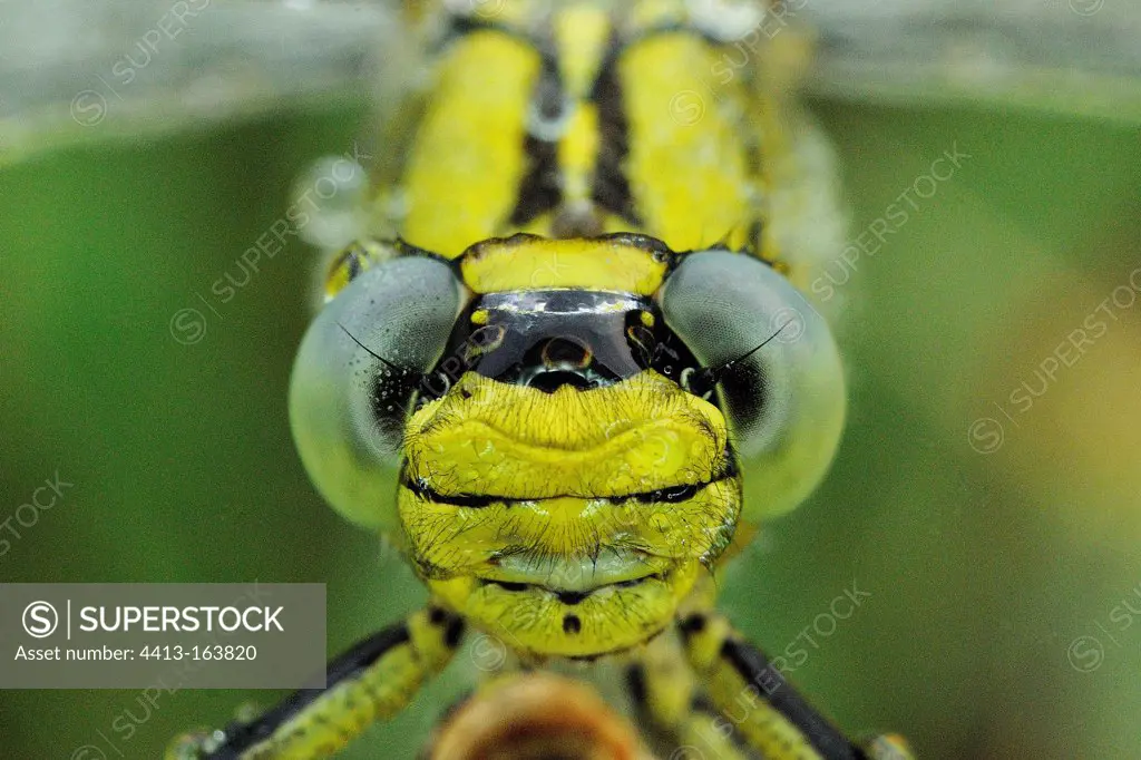 Portrait of Club-tailed Dragonfly Prairies du Fouzon France