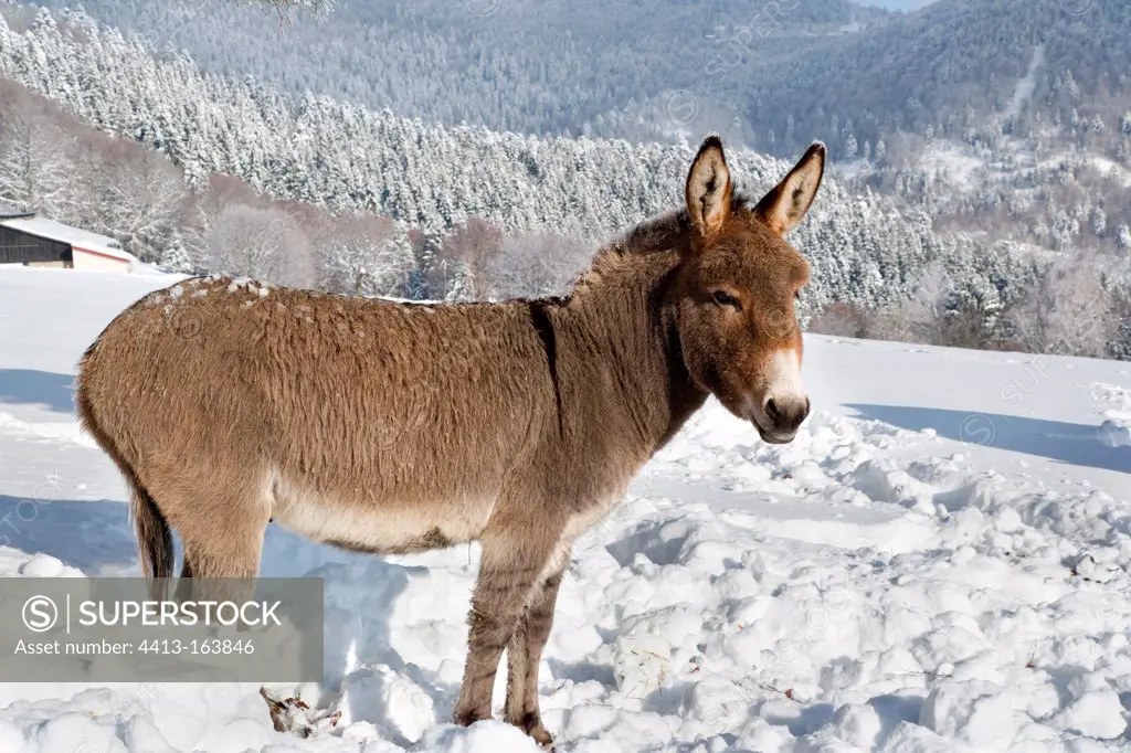 Provence donkey standing in the snow France