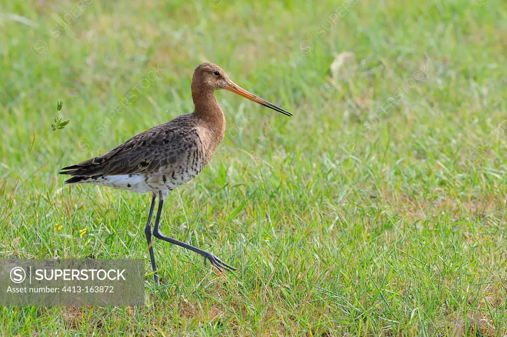 Black-tailed Godwit walking in grass Vendee France