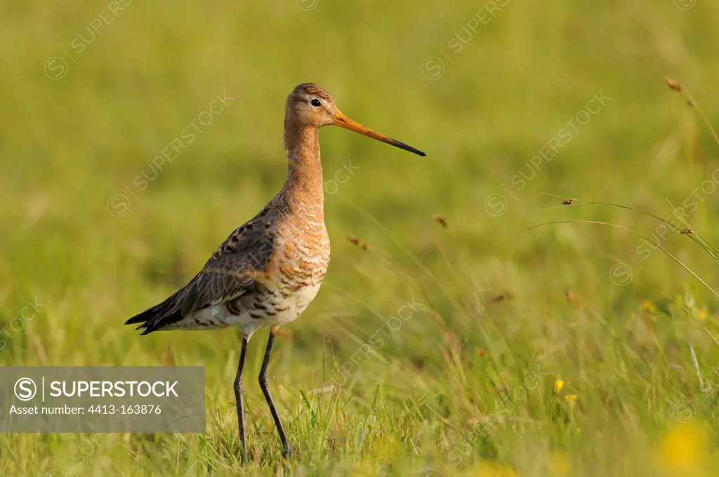 Black-tailed Godwit at spring in Vendee France
