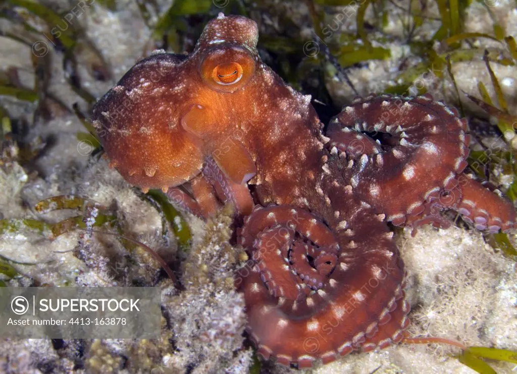 Starry octopus Mozambique