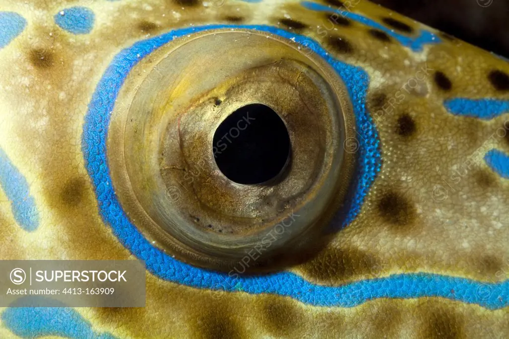 Eye of Scrawled filefish Tuamotu