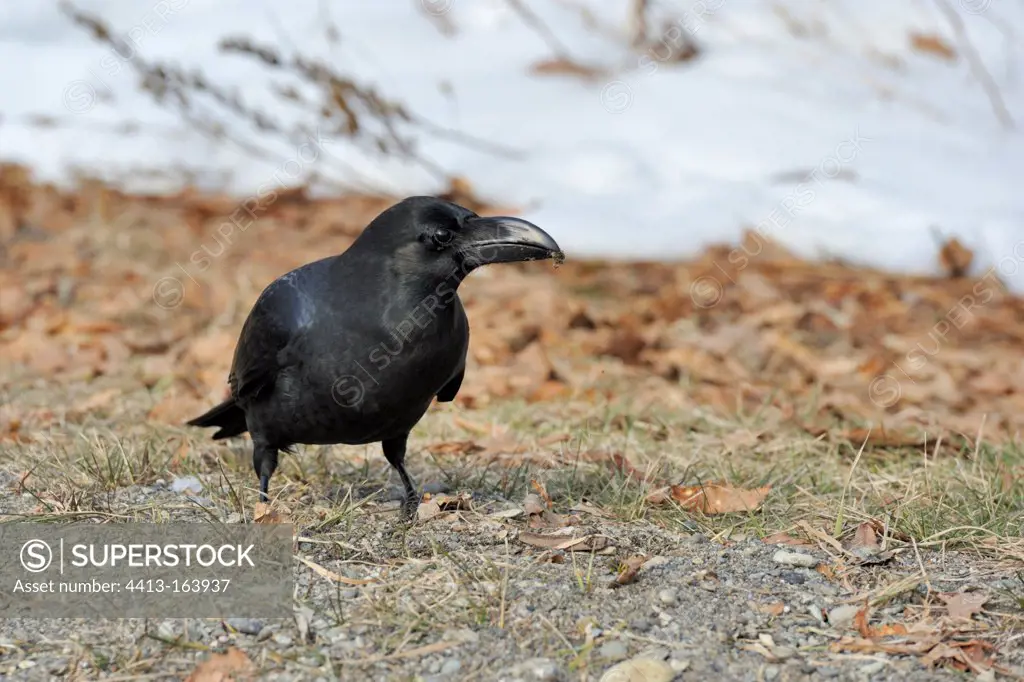 Large-billed Crow on a block of ice Japan