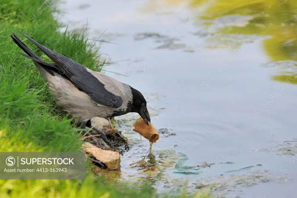 Hooded Crow retrieving food from the water Moscow