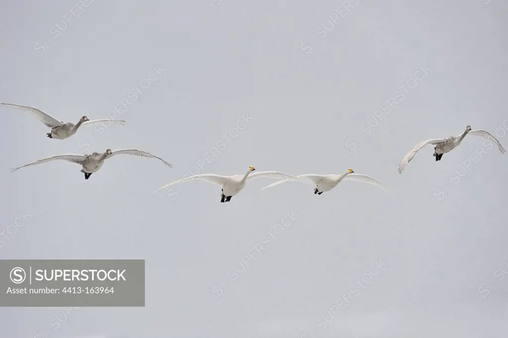 Whooper Swans in flight Japan