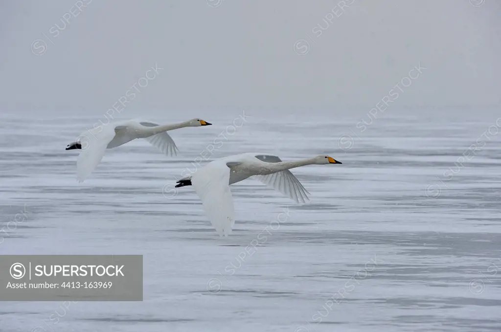 Two Whooper Swans flying Japan