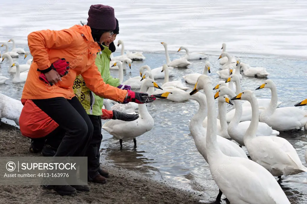 Whooper Swans feeding in Japan