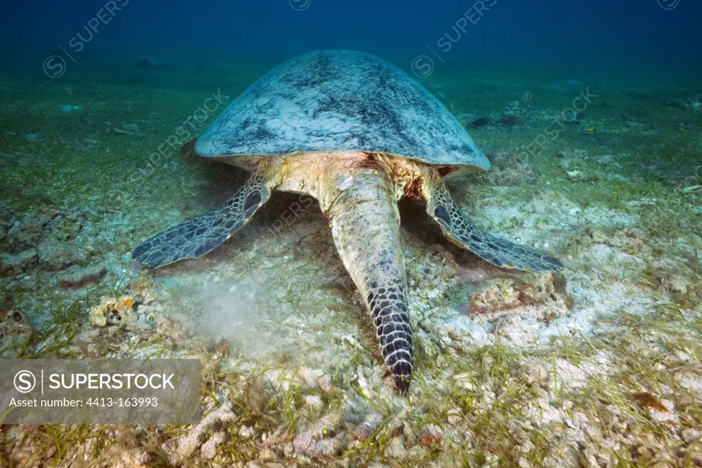 Tail of a Green turtle male Mayotte